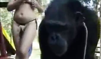 Chimp Porn