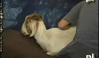 Goat guy porn fucks Guy Fucks