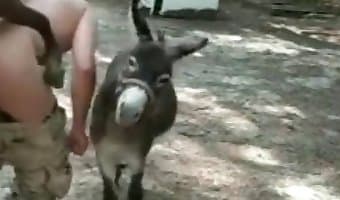 Animal farm porn