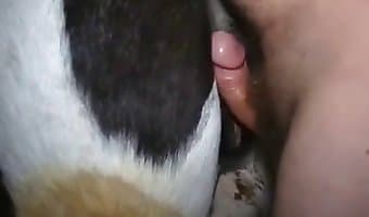 Animals porno and women Animal Sex