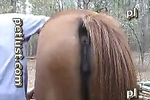 horse fucks