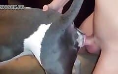 Sextube dog Animal Porn