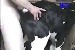 Cow guy fucks Disturbing moment