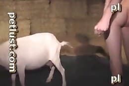 Video animalsex Single Drunk