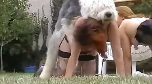 sexo canino,fodendo cachorro