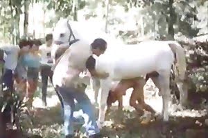 情熱的な動物園のポルノ,馬のポルノ