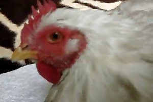 chick animal-fuck