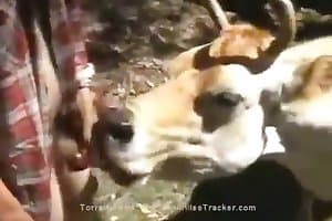 Xxxx Anals Cow Sex - Animal Sex - Cow content and zoo sex videos.