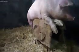 Pig Sex With Girl Porn - Animal Sex Pig Sex Content And Zoo Sex Videos