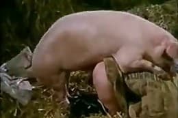 Video Xxxx Hd Pig Girl - Animal Sex - Pig Sex content and zoo sex videos.