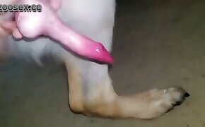 animal cock dog porn