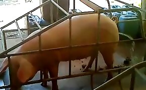 fucking with pig videos zoofilia