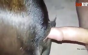 sesso con animali bestialità del cavallo
