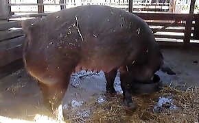 fucking with pig, sexy beastiality video