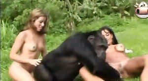 monkey,zoo-sex