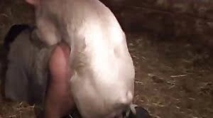 farm-animal-sex,pig-sex