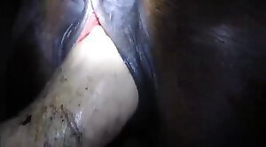 close-up-video,bestiality-sex-scenes